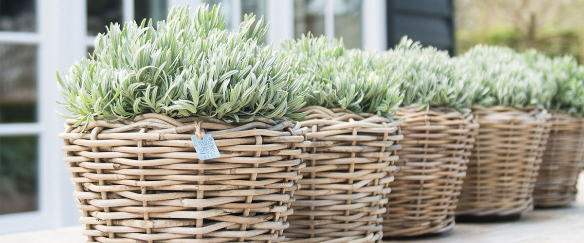 Lavendelplanten in rieten manden, prachtig gerangschikt voor een sfeervolle uitstraling in een tuin of interieur.